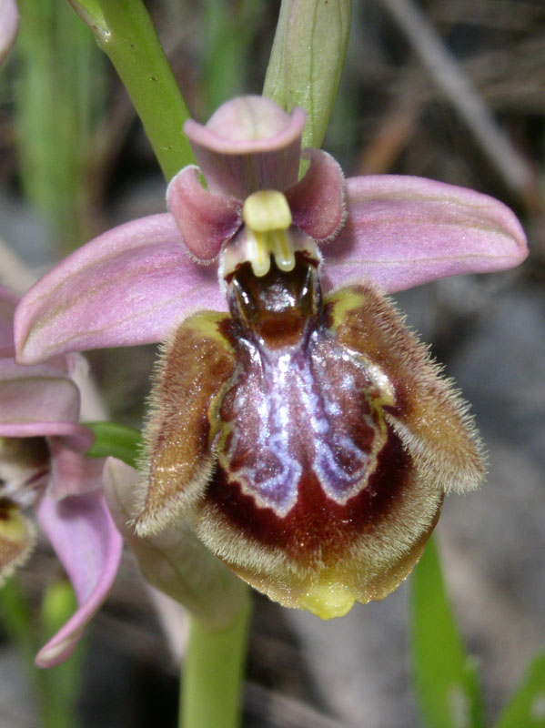 24 Ophrys xheraultii.jpg
