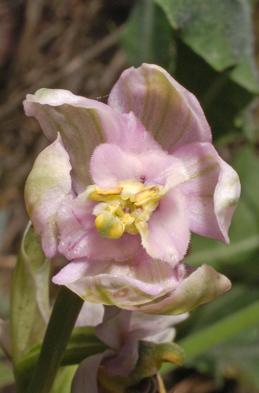 26 Ophrys tenthredinifera terat.jpg