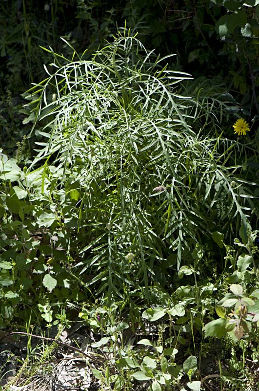 <i>Centaurea aeolica</i> Guss. ex Lojac.
