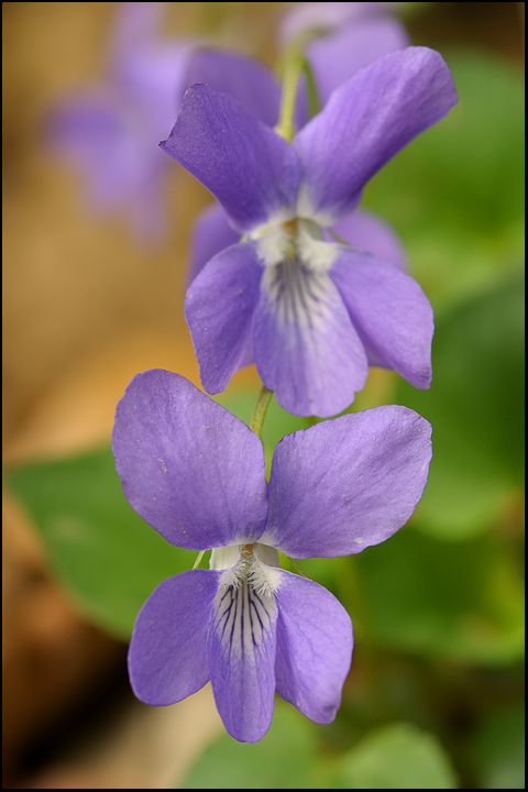 Viola sp2.jpg