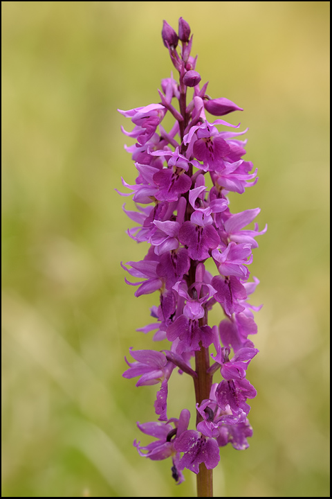 Orchis mascula.jpg