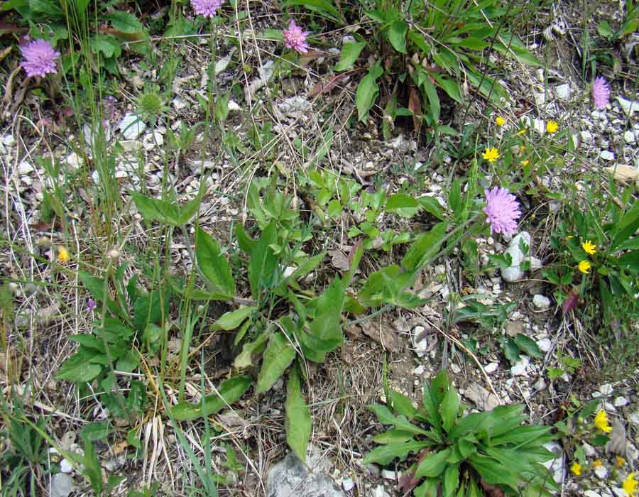 <i>Knautia drymeja</i> Heuff. subsp. <i>drymeja</i>