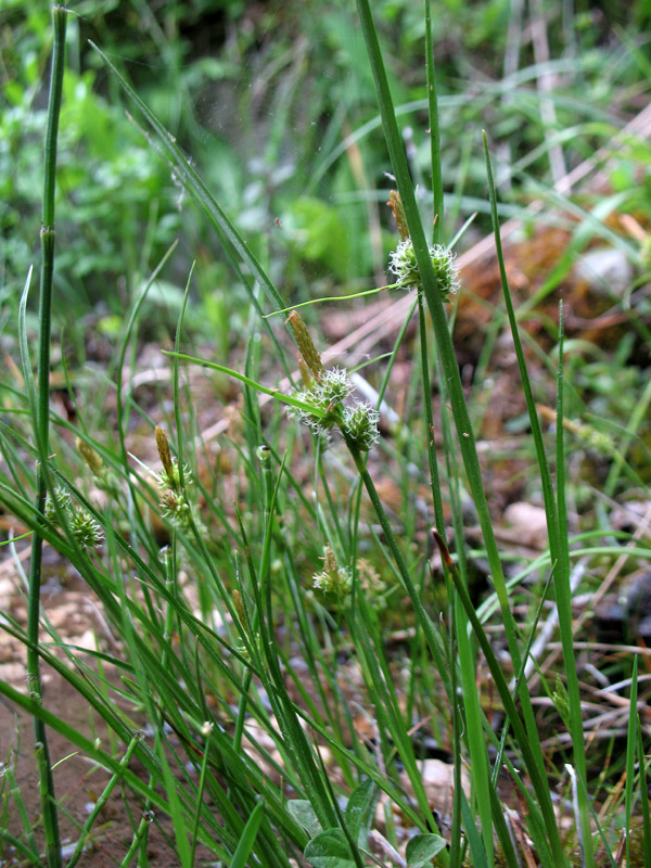 Carex-4.jpg