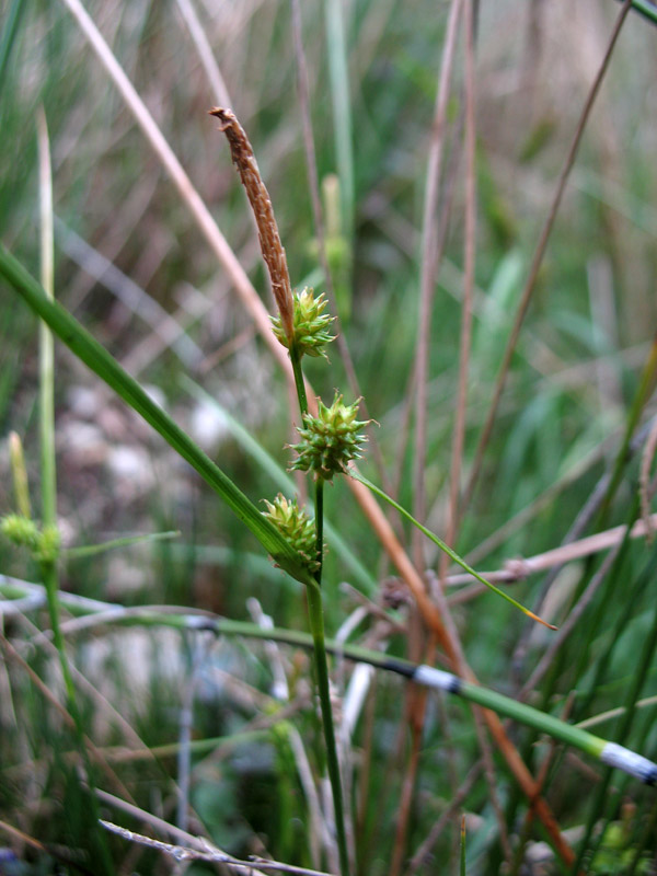 Carex-5.jpg