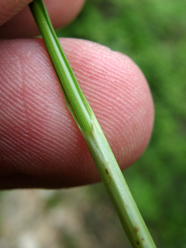 Carex-7.jpg