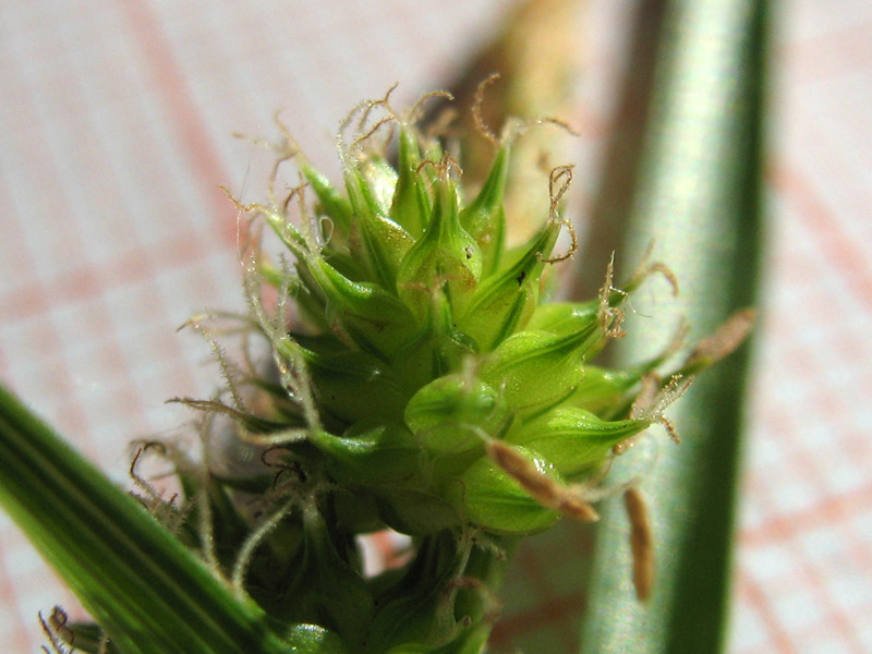 Carex-8.jpg