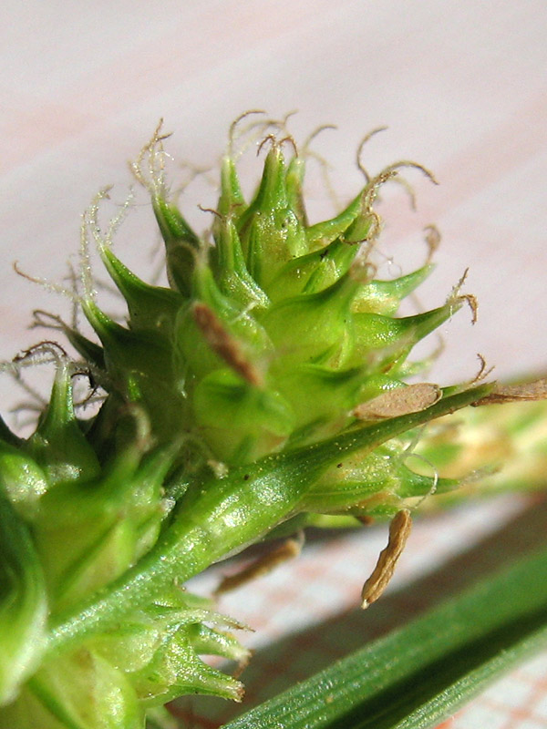 Carex-9.jpg