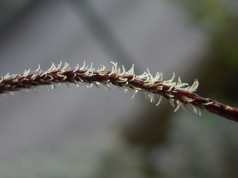 <i>Carex acutiformis</i> Ehrh.