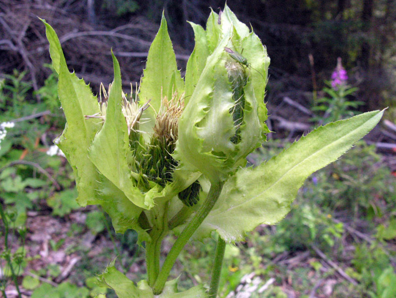 <i>Cirsium oleraceum</i> (L.) Scop.