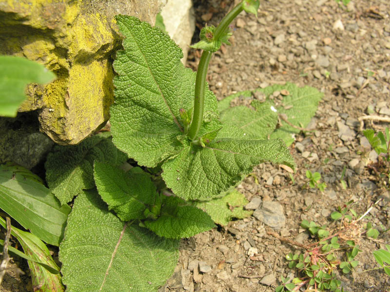 Salvia pratensis L. subsp. pratensis {F 1202}