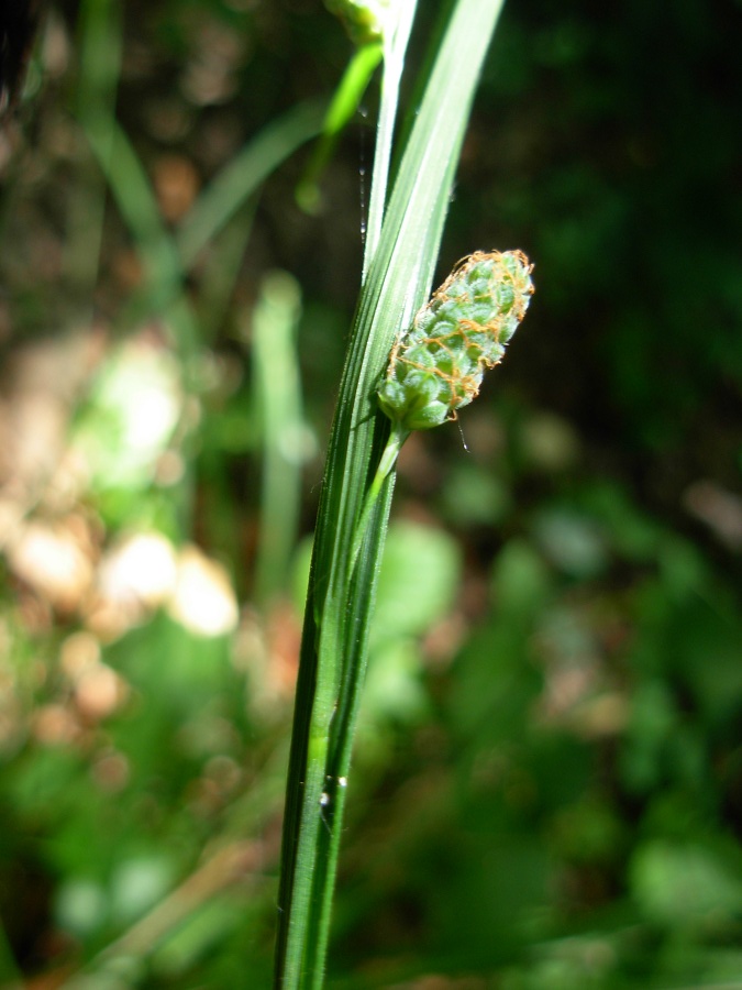 <i>Carex grioletii</i> Roem.