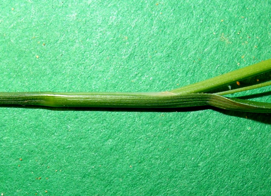 <i>Carex grioletii</i> Roem.