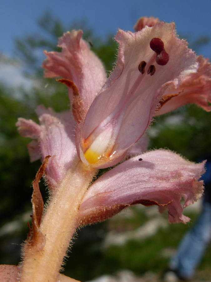 <i>Orobanche caryophyllacea</i> Sm.