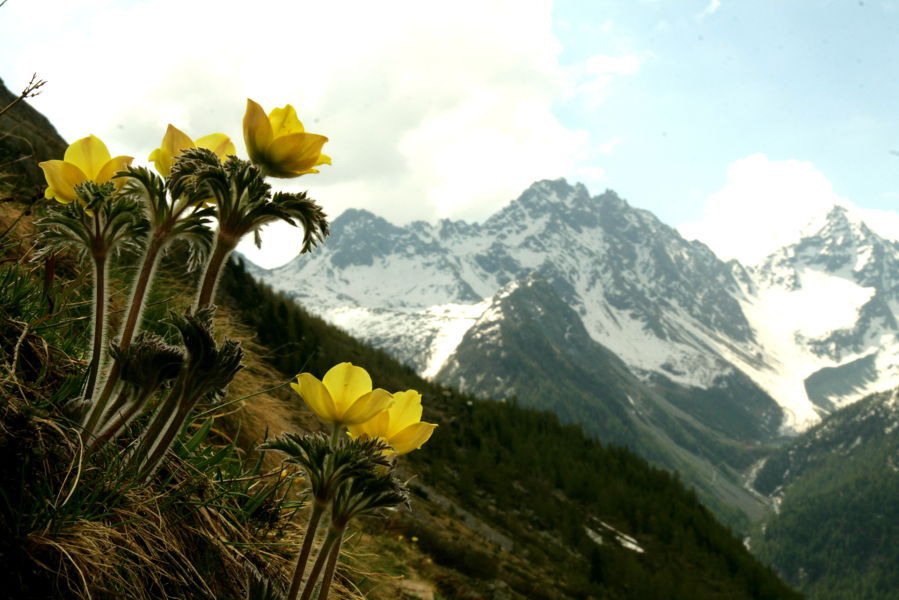 <i>Pulsatilla alpina</i> (L.) Delarbre subsp. <i>apiifolia</i> (Scop.) Nyman