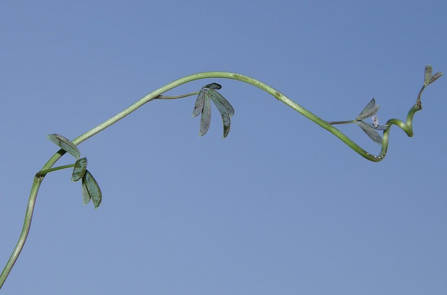 <i>Akebia x pentaphylla</i> (Makino) Makino