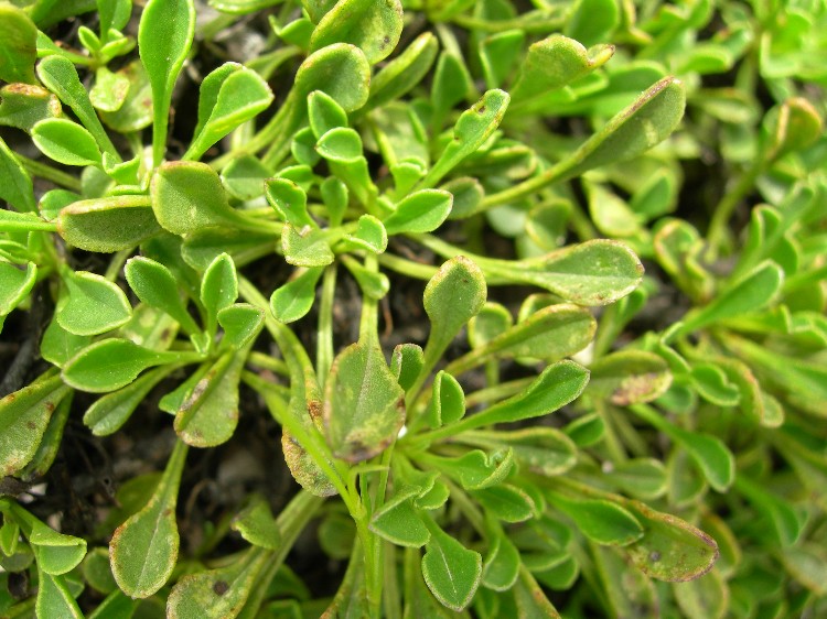 <i>Globularia cordifolia</i> L. subsp. <i>bellidifolia</i> (Nyman) Wettst.