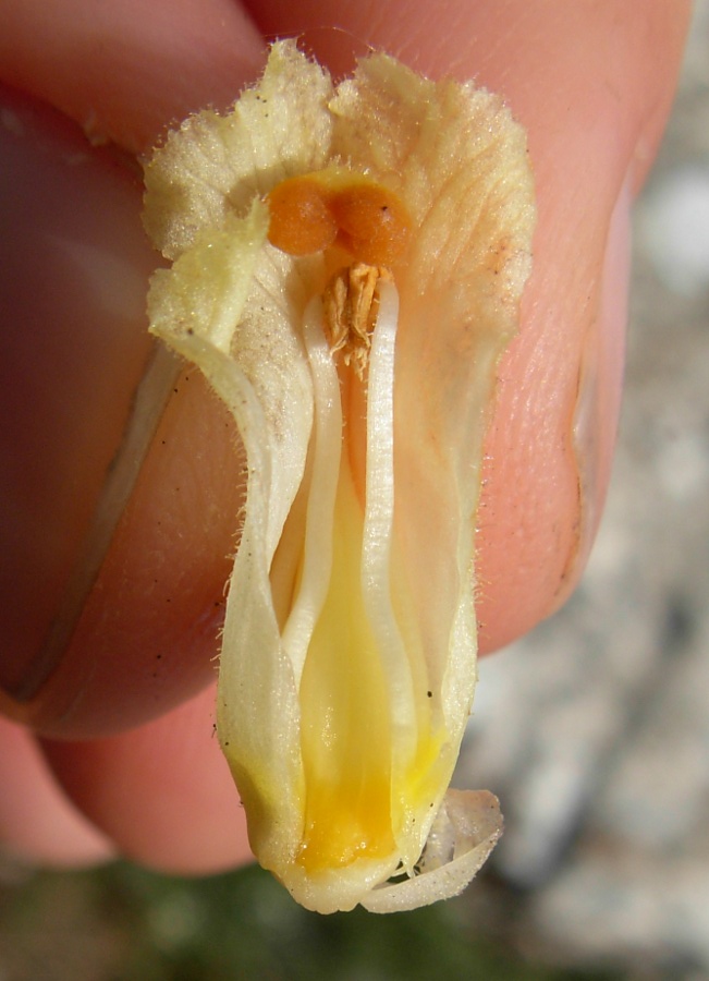 <i>Orobanche reticulata</i> Wallr. subsp. <i>reticulata</i>