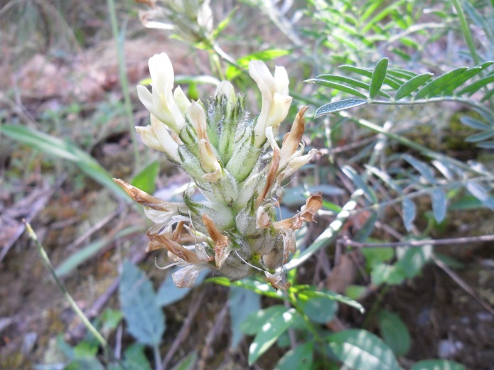Astragalus pastellianus