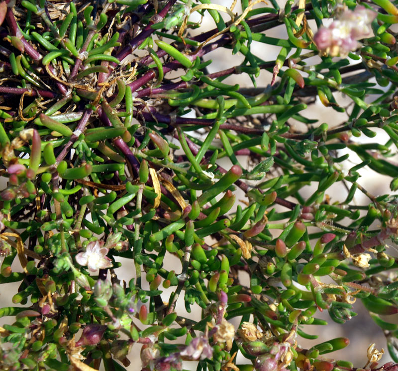 <i>Spergularia marina</i> (L.) Besser