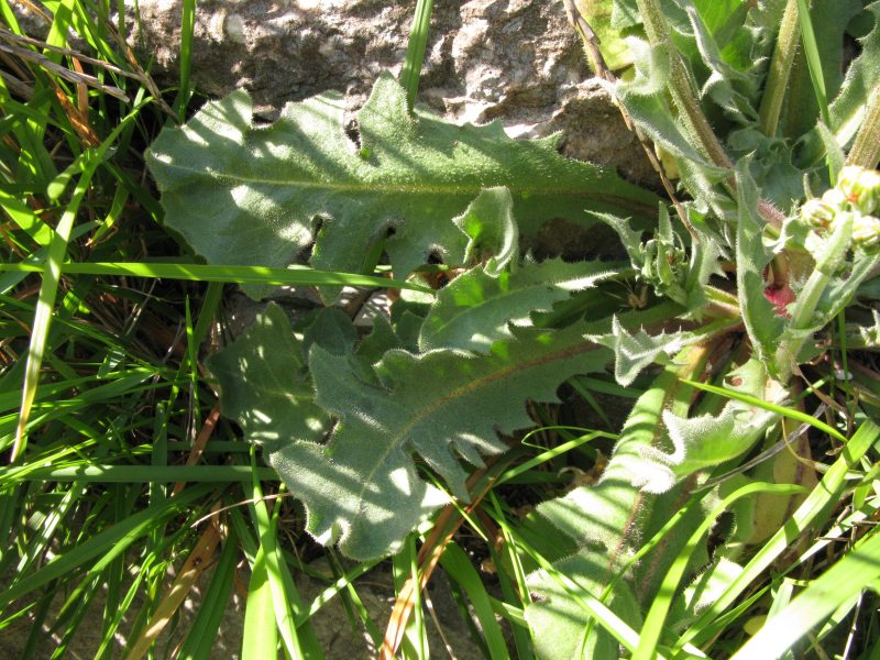 <i>Crepis taraxacifolia</i> Thuill.