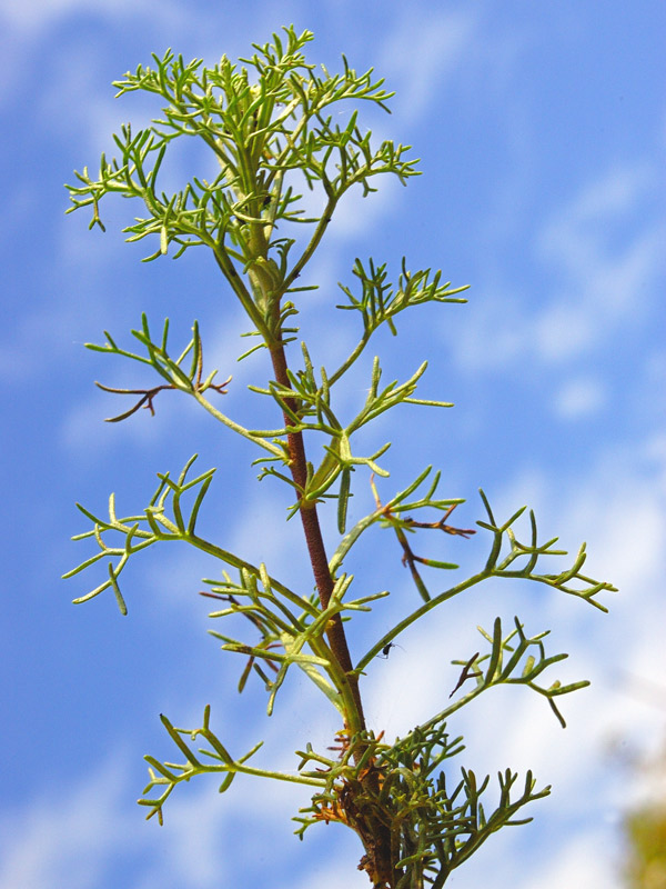 <i>Artemisia alba</i> Turra