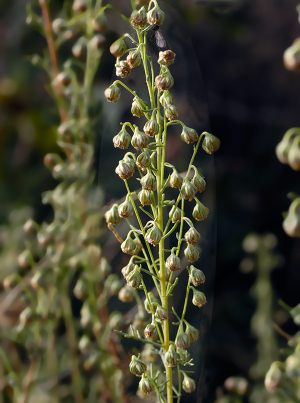 Artemisia-alba-Tura_8986_1.jpg