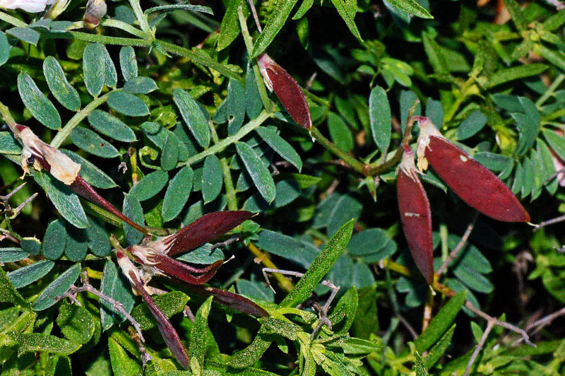<i>Vicia glauca</i> C.Presl subsp. <i>glauca</i>