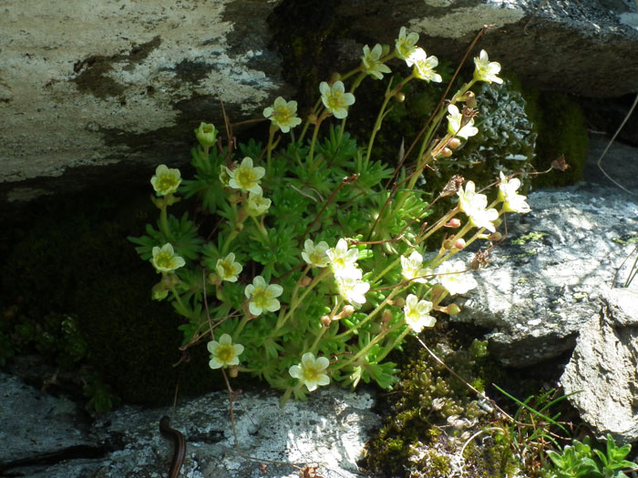 Saxifraga-exarata-subsp.-pseudoexarata.jpg