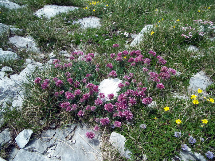 Anthyllis-montana.jpg