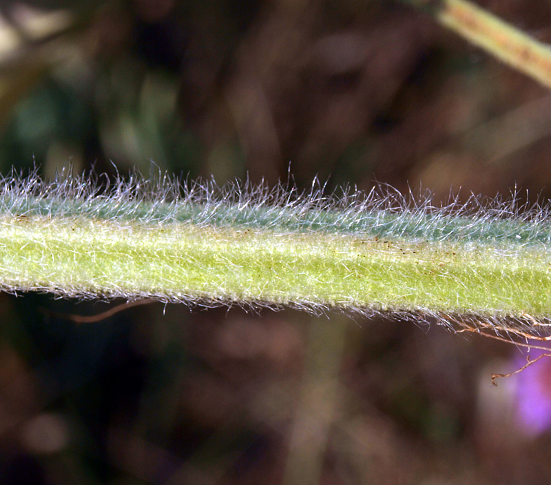 <i>Phlomis herba-venti</i> L.