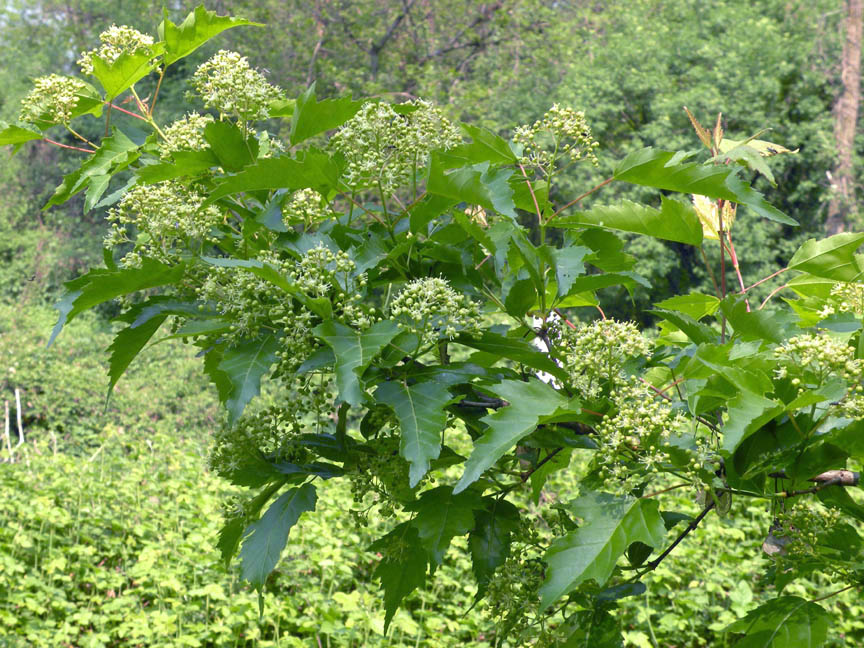 <i>Acer tataricum</i> L. subsp. <i>ginnala</i> (Maxim.) Wesm.