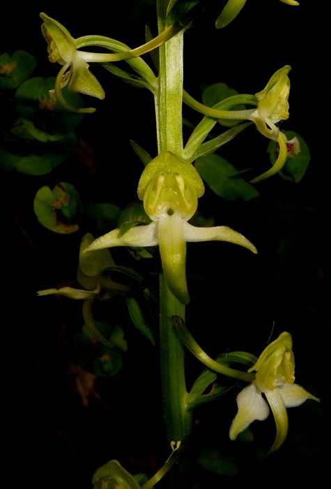 Platanthera clorantha 1 (3).jpg