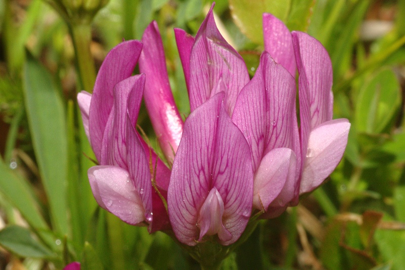 <i>Trifolium alpinum</i> L.