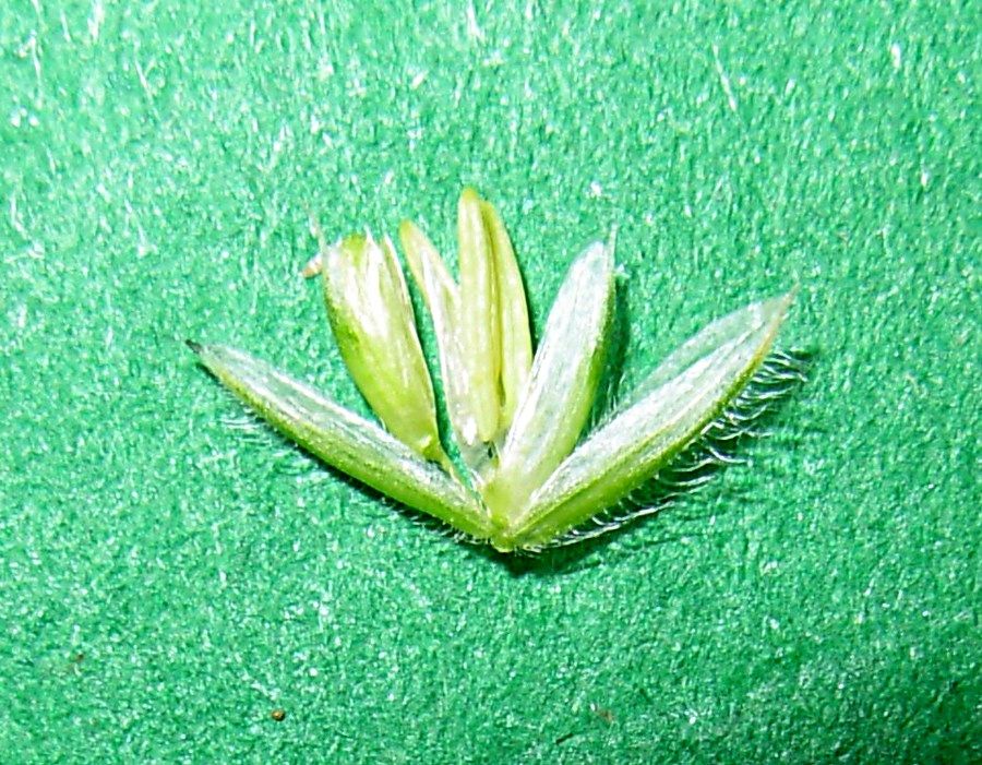 <i>Rostraria litorea</i> (All.) Holub