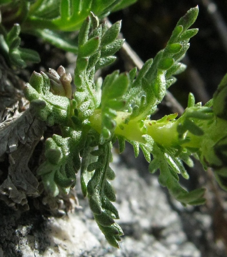 <i>Achillea erba-rotta</i> All. subsp. <i>moschata</i> (Wulfen) Vacc.