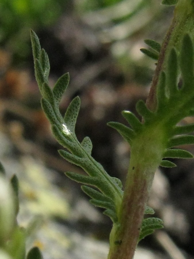 <i>Achillea erba-rotta</i> All. subsp. <i>moschata</i> (Wulfen) Vacc.