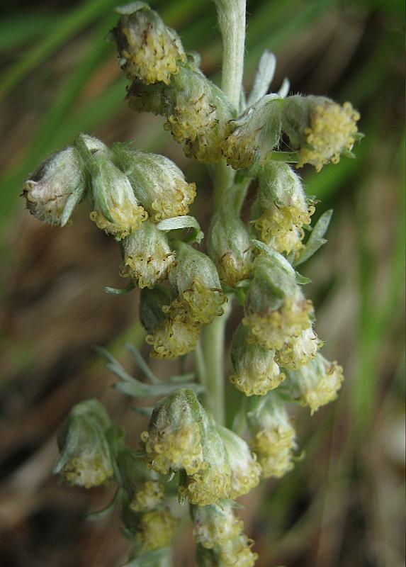 <i>Artemisia pedemontana</i> Balb.