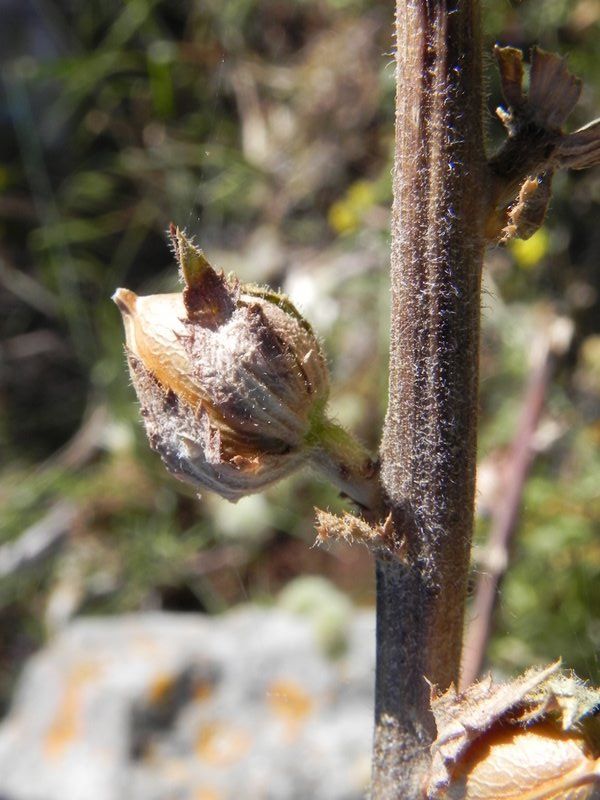 <i>Verbascum creticum</i> (L.) Kuntze