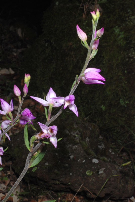 Cephalanthera rubra (2).jpg