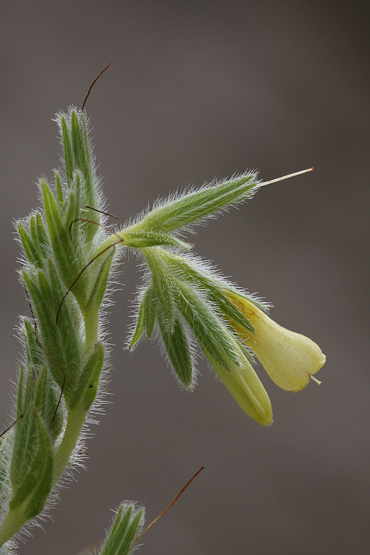 <i>Onosma pseudoarenaria</i> Schur subsp. <i>helvetica</i> (Nyman) Rauschert