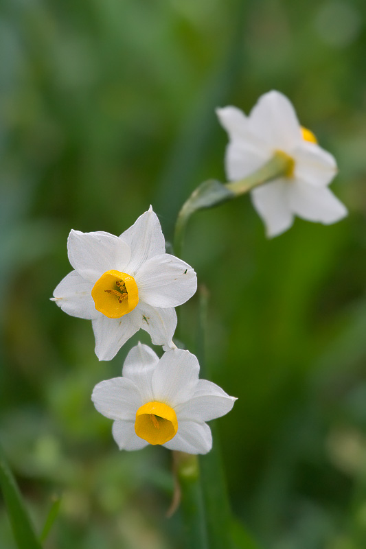 <i>Narcissus tazetta</i> L. subsp. <i>tazetta</i>