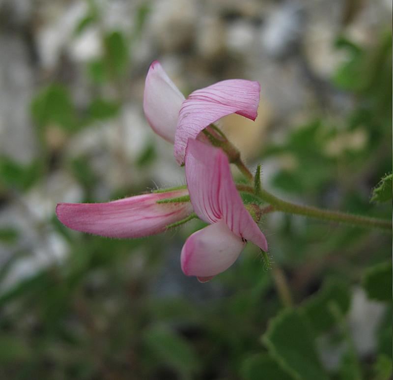 <i>Ononis rotundifolia</i> L.