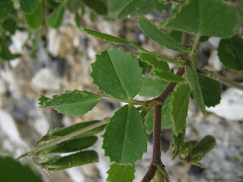<i>Ononis rotundifolia</i> L.
