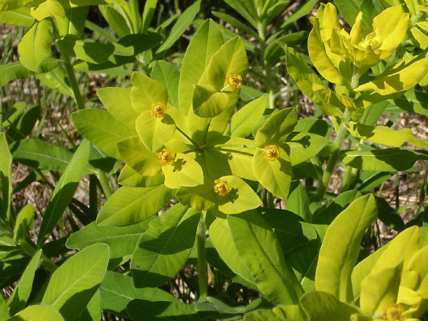 <i>Euphorbia hyberna</i> L. subsp. <i>gibelliana</i> (Peola) Raffaelli