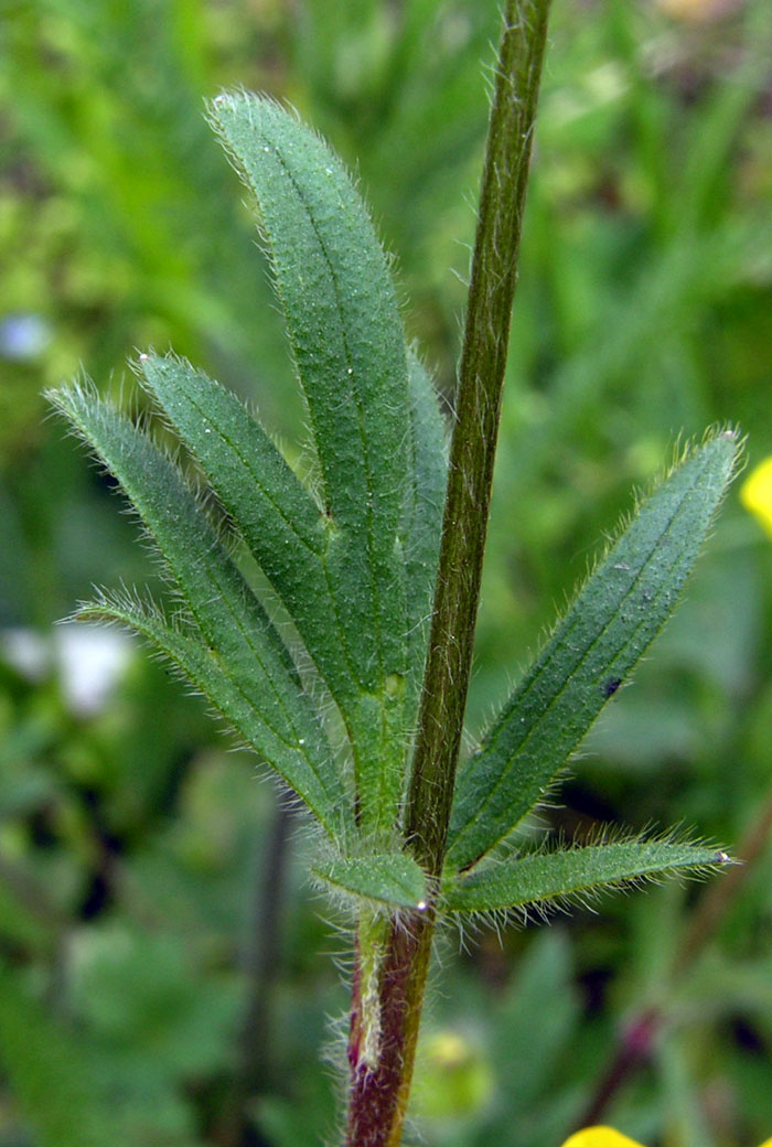 <i>Ranunculus bulbosus</i> L.