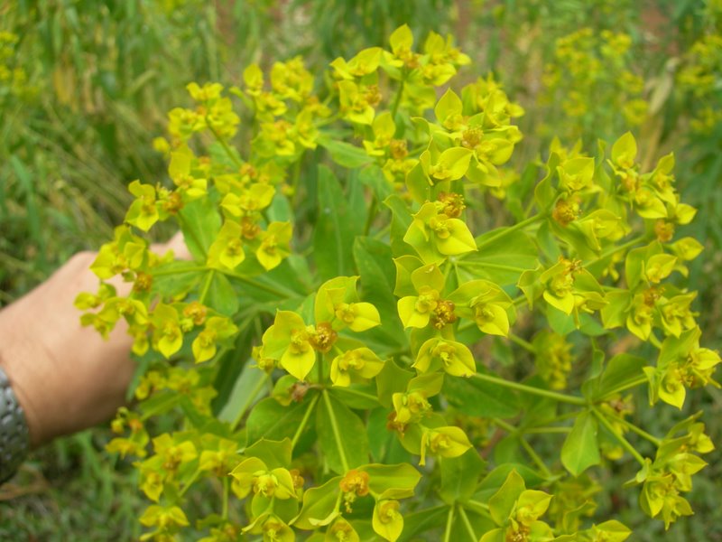 <i>Euphorbia ceratocarpa</i> Ten.