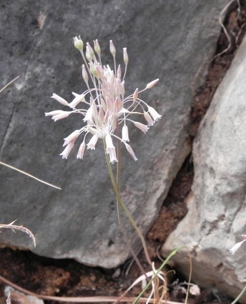 <i>Allium lehmannii</i> Lojac.