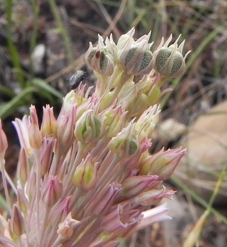 <i>Allium lehmannii</i> Lojac.