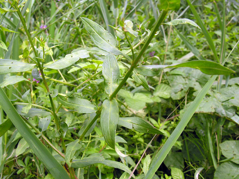 Lythrum salicaria foglie.jpg