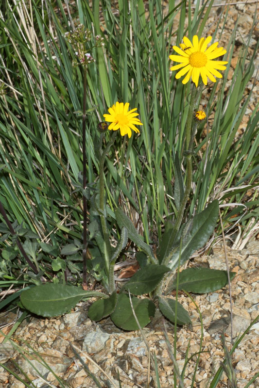 <i>Senecio doronicum</i> (L.) L. subsp. <i>doronicum</i>